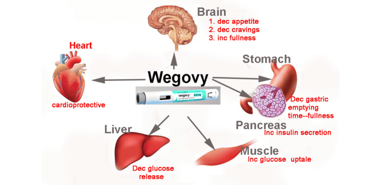 Understanding Wegovy and How It Works